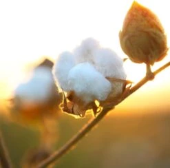 Air Wick Freshmatic Automatische Spray Luchtverfrisser - Pure Zachtheid Van Katoen Navulling - 3 Stuks - Voordeelverpakking 12 Air Wick Freshmatic Automatische Spray Luchtverfrisser - Pure Zachtheid Van Katoen Navulling - 3 Stuks - Voordeelverpakking -Schoonmaakartikelen Winkel 1200x1183 9