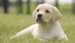 Page Toiletpapier - Eco - Duurzaam - 24 Rollen - Voordeelverpakking -Schoonmaakartikelen Winkel 1200x697